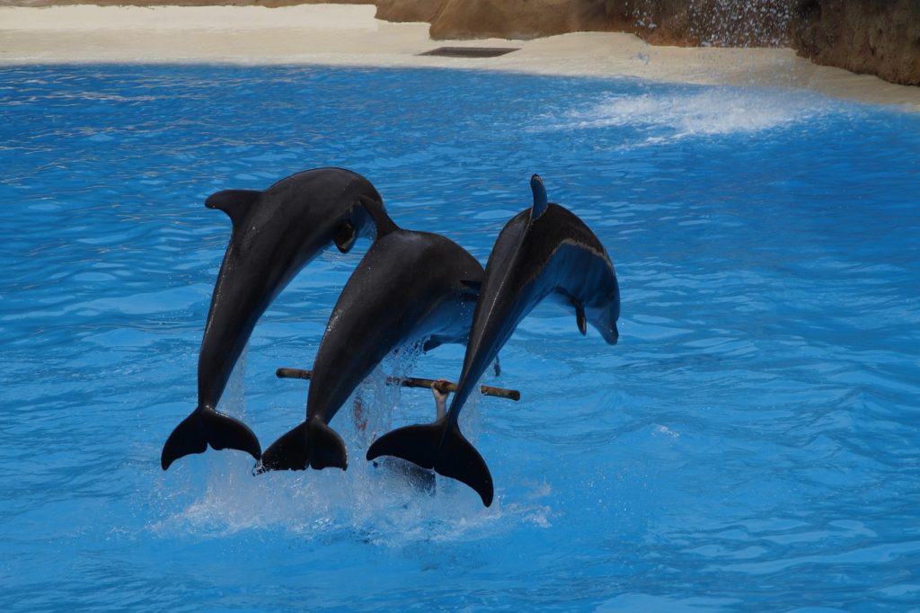 dolphins, swim, dolphin-2435317.jpg